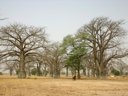 S&eacute;n&eacute;gal