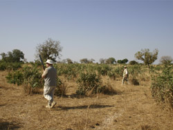 Sénégal